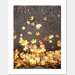 Gold yellow maple leaves autumn fall foliage asphalt road  nature Photograph Posters and Art